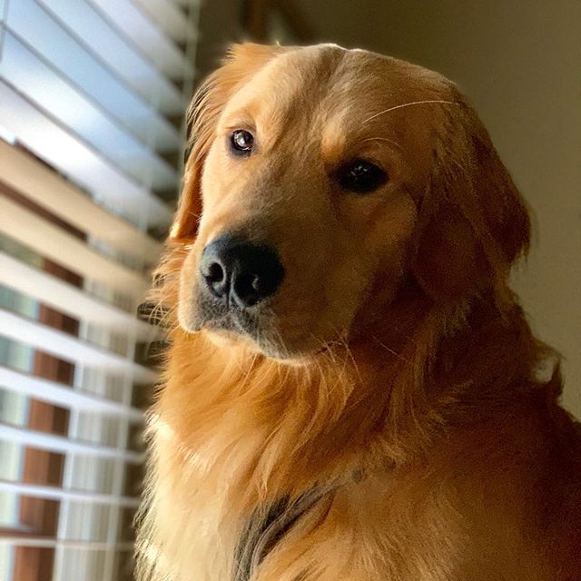 Ser Davos, Will’s golden retriever, sitting by a sunny window.
